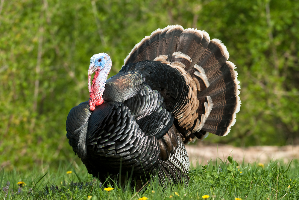 A turkey in the wild represents throwing three strikes in modern bowling and bowling turkey can be accomplished by complete amateurs.