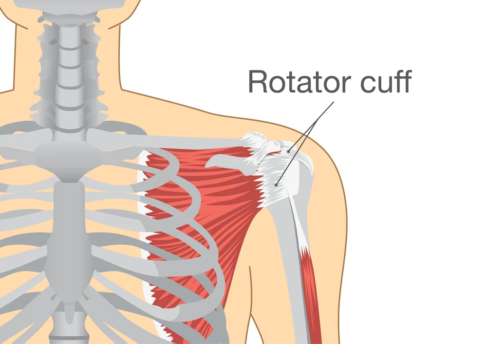 Diagram showing the rotator cuff, which explains where you see shoulder pain during a rotator cuff injury.