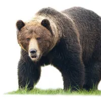 PBA Bear Pattern: What to Expect, How to Play PBA Bear Pattern