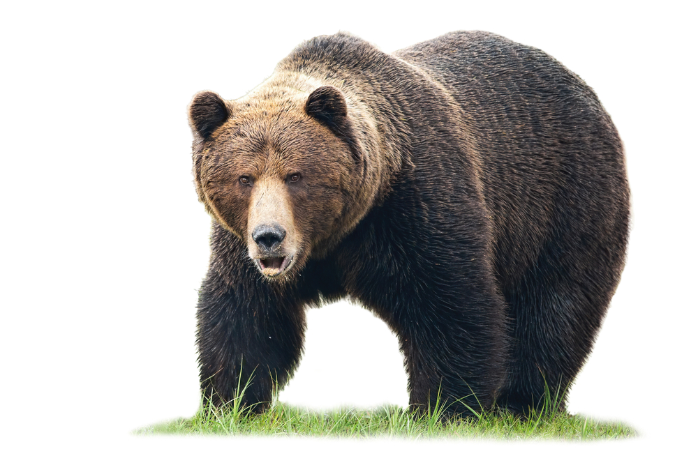 Massive brown bear, standing on green grass represents the toughness of the pba bear 21 oil pattern.