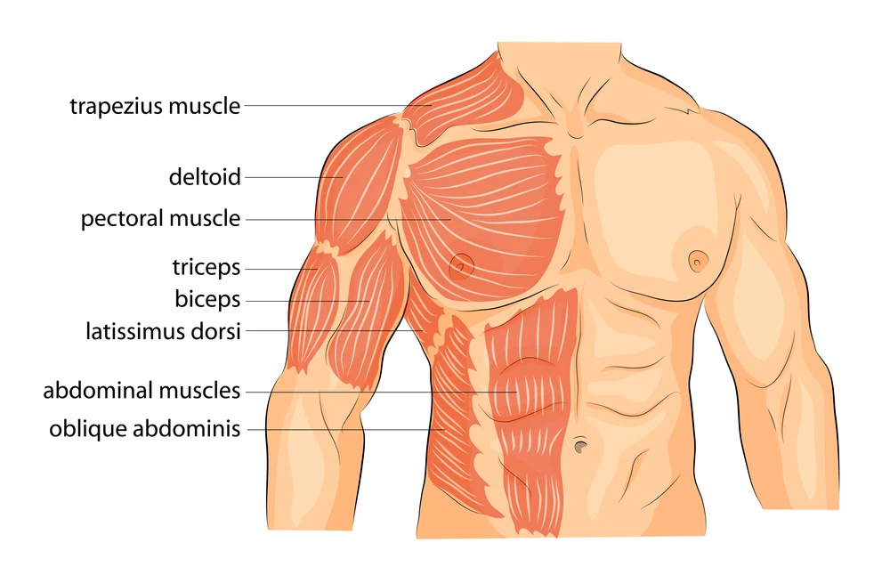 Muscle images of a male's body that is physically fit